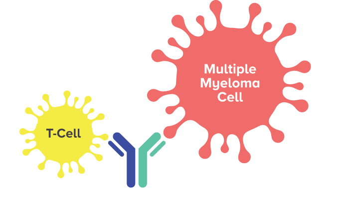 TECVAYLI® (teclistamab-cqyv) mechanism of action: T cell and multiple myeloma cell